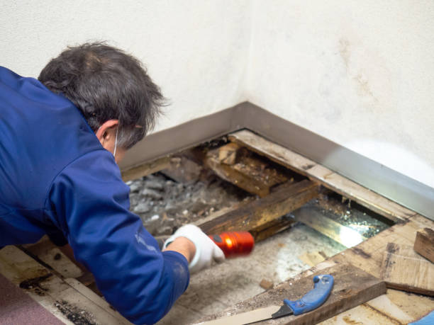 Best Health and Safety Mold Remediation in Jasper, IN