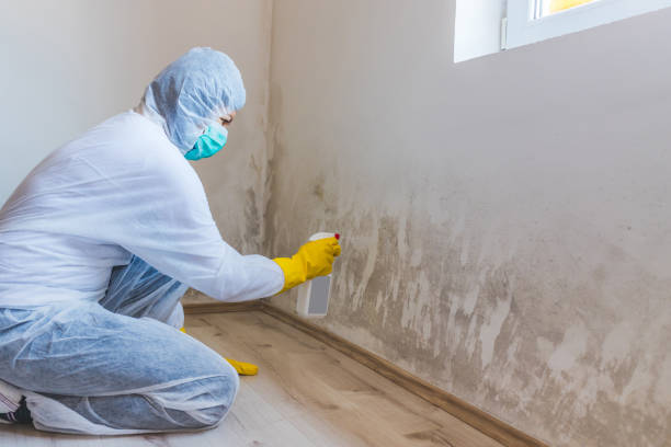 Professional Mold Remediation in Jasper, IN