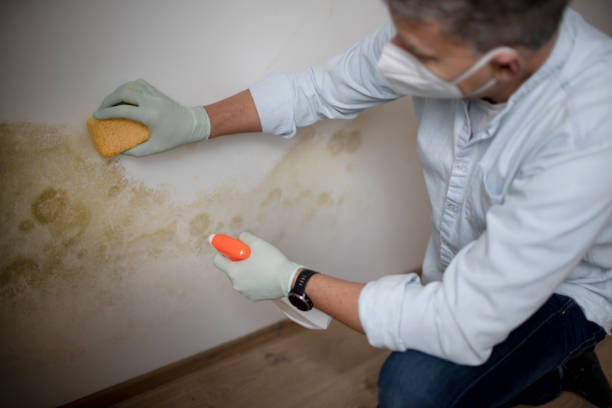 Best Black Mold Remediation in Jasper, IN